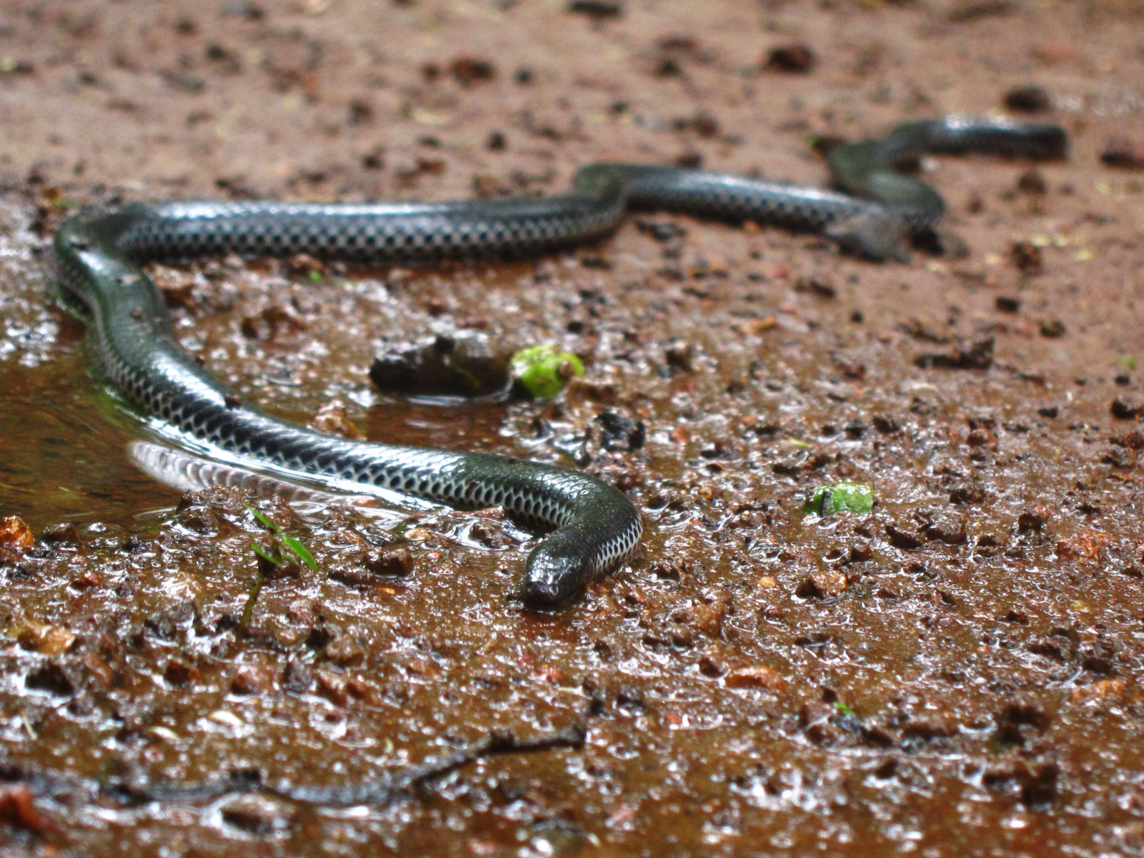 Image of shield-tailed snakes