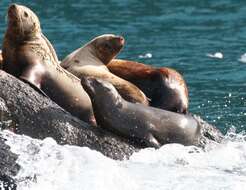 Image of northerns sea lions