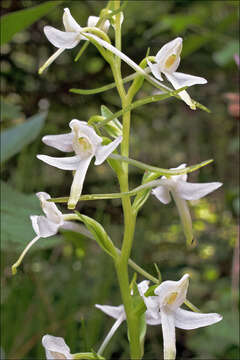 Image of Platanthera bifolia subsp. bifolia