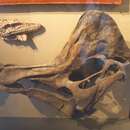 Image of Corythosaurus casuarius Brown 1914