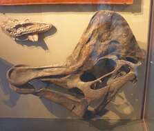 Image of Corythosaurus Brown 1914