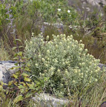 Image of San Clemente Island Indian paintbrush