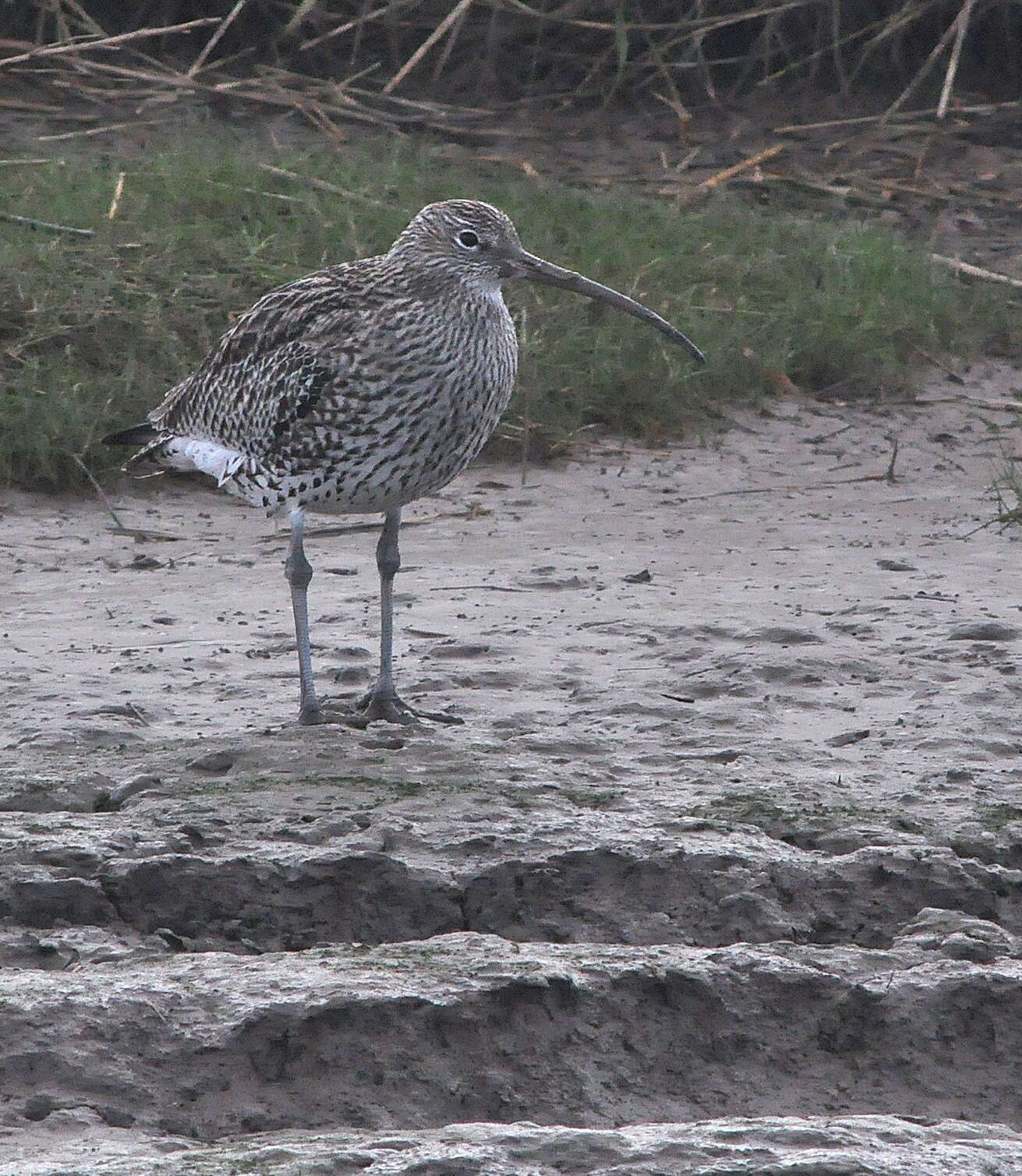 Image of curlew, eurasian curlew