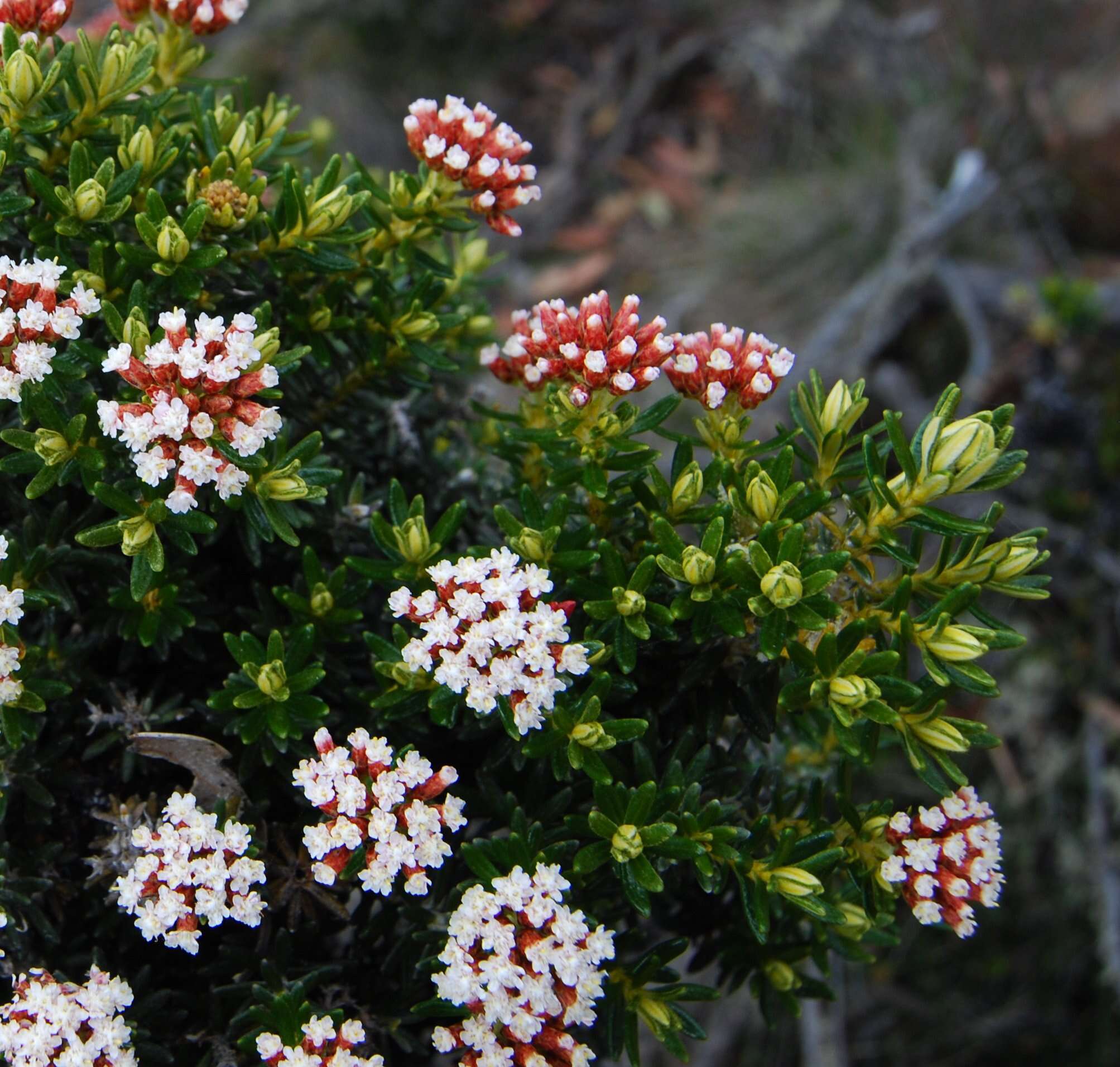 Image of Ozothamnus