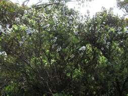 Image of Leptospermum turbinatum J. Thompson