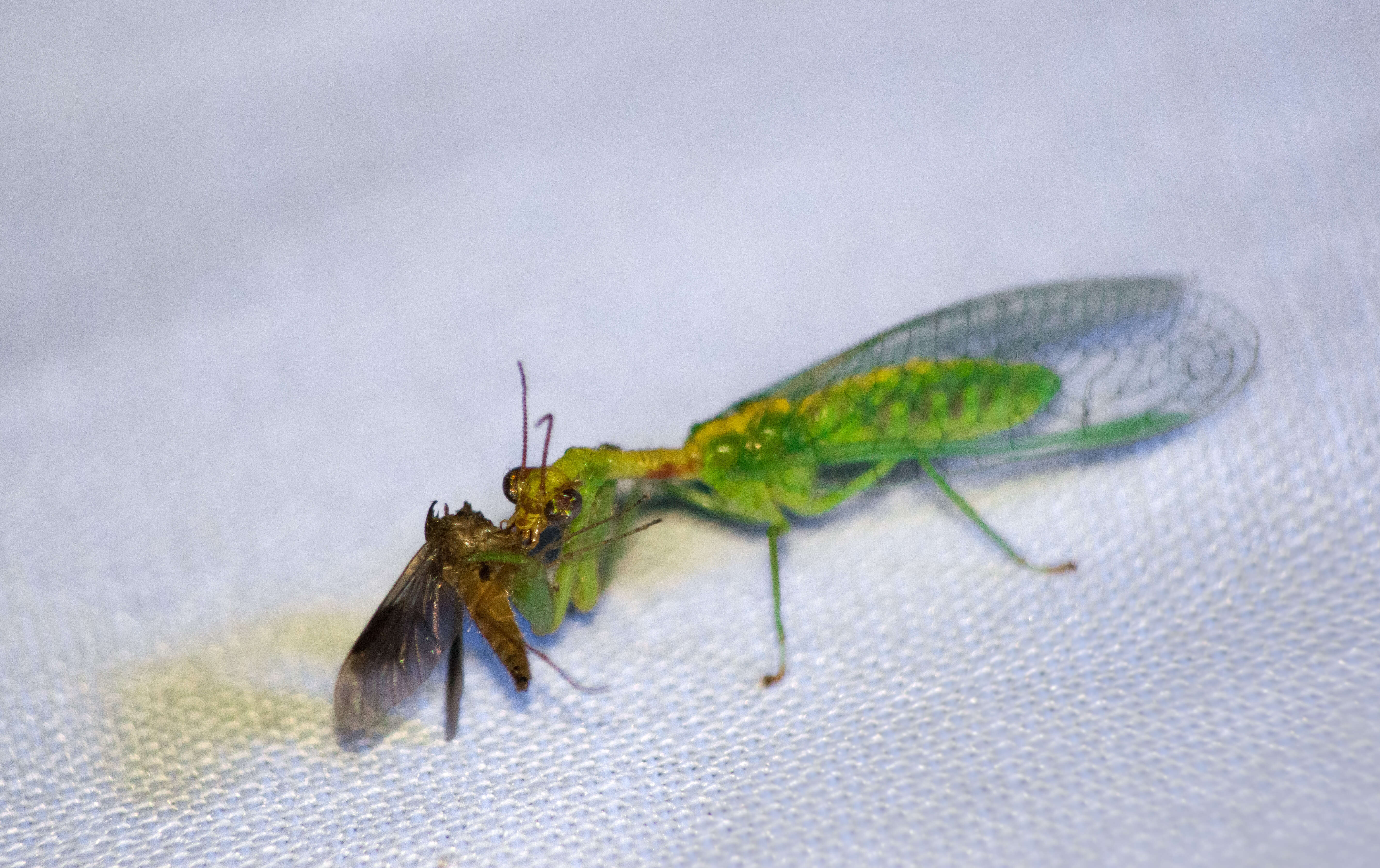 Image of Green Mantisfly