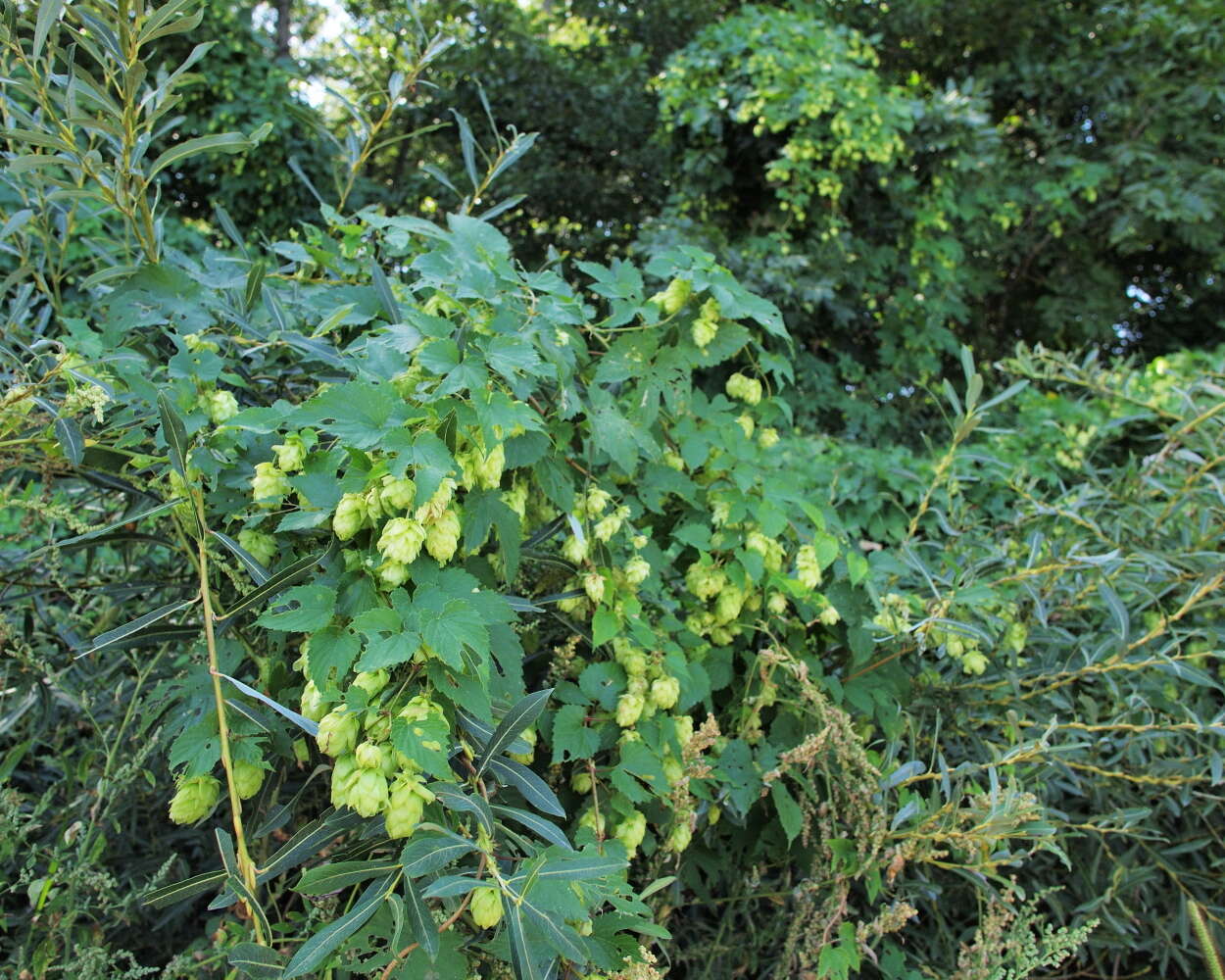 Image of hop