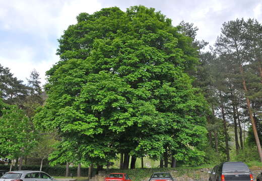 Imagem de Acer pseudoplatanus L.