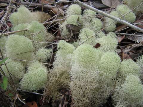 Image of Cladonia confusa R. Sant.