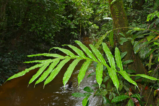 Imagem de Phymatosorus membranifolius (R. Br.) S. G. Lu