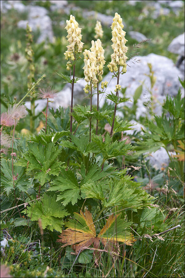 Imagem de Aconitum lycoctonum subsp. neapolitanum (Ten.) Nyman