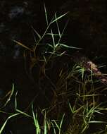 Image of Foxtail Grass