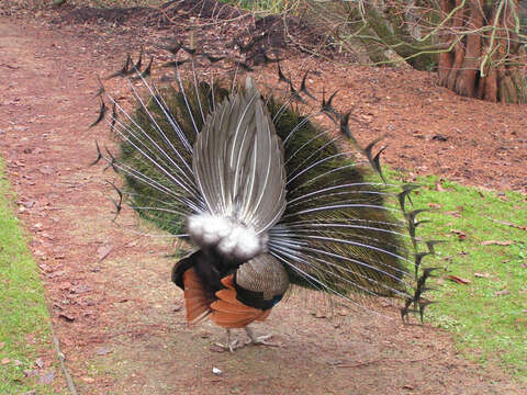 Image of Pavo Linnaeus 1758