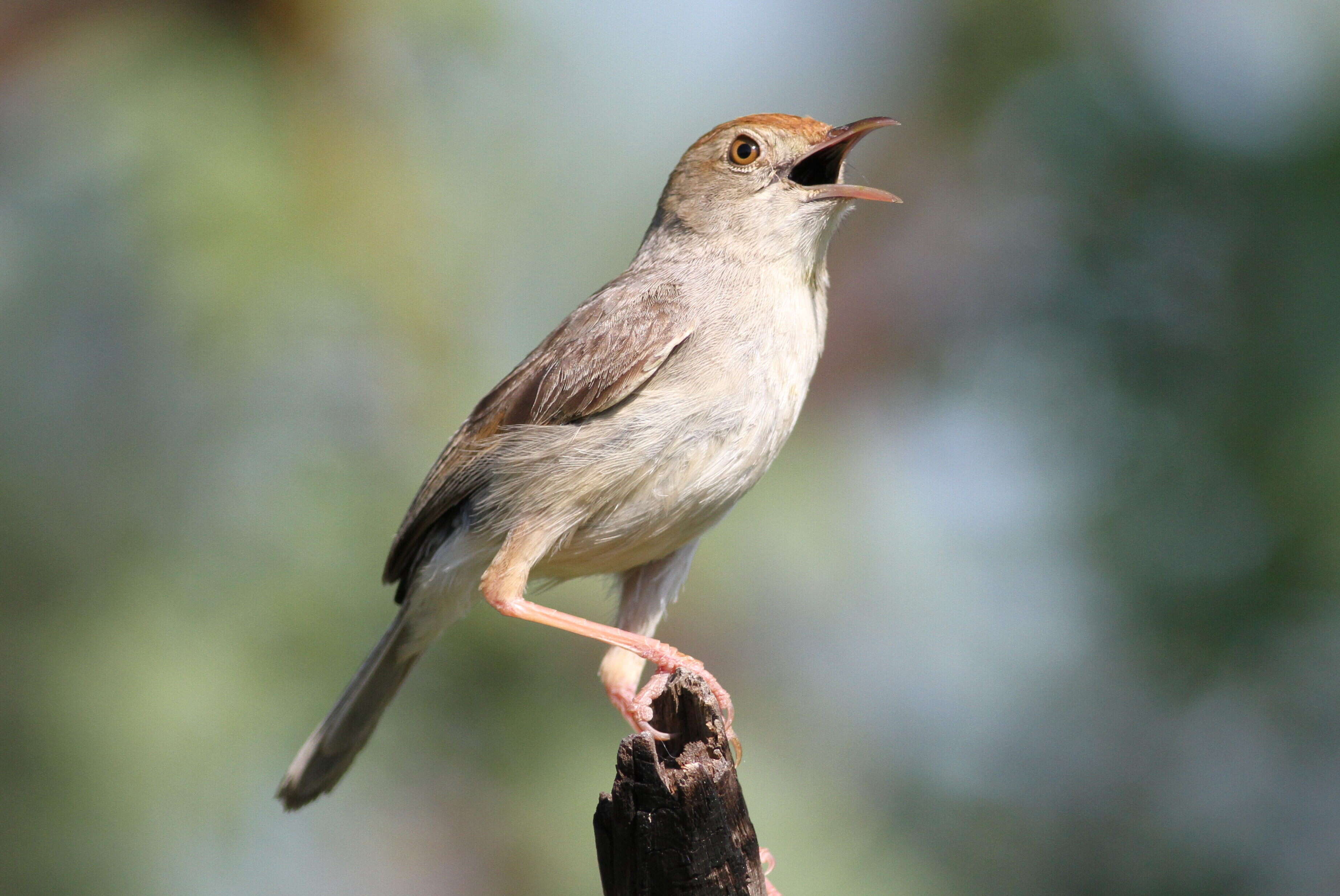 Imagem de Cisticola fulvicapilla (Vieillot 1817)