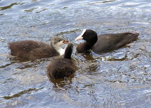 Image of Common Coot