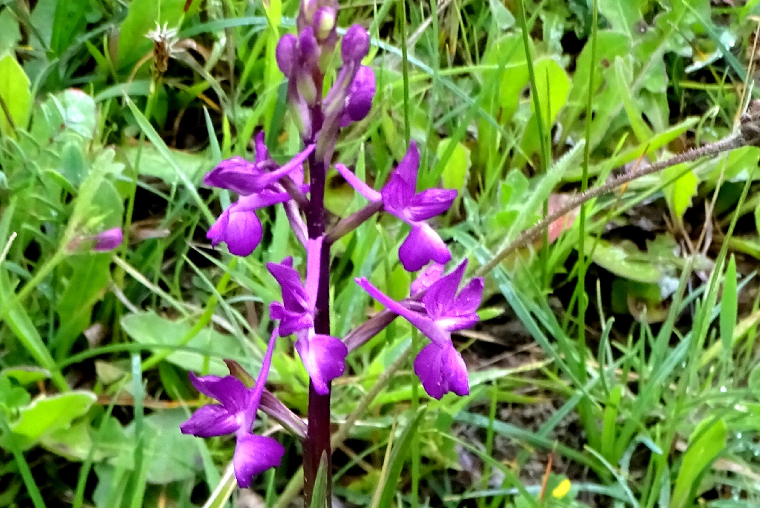 Image of Loose-flowered orchid