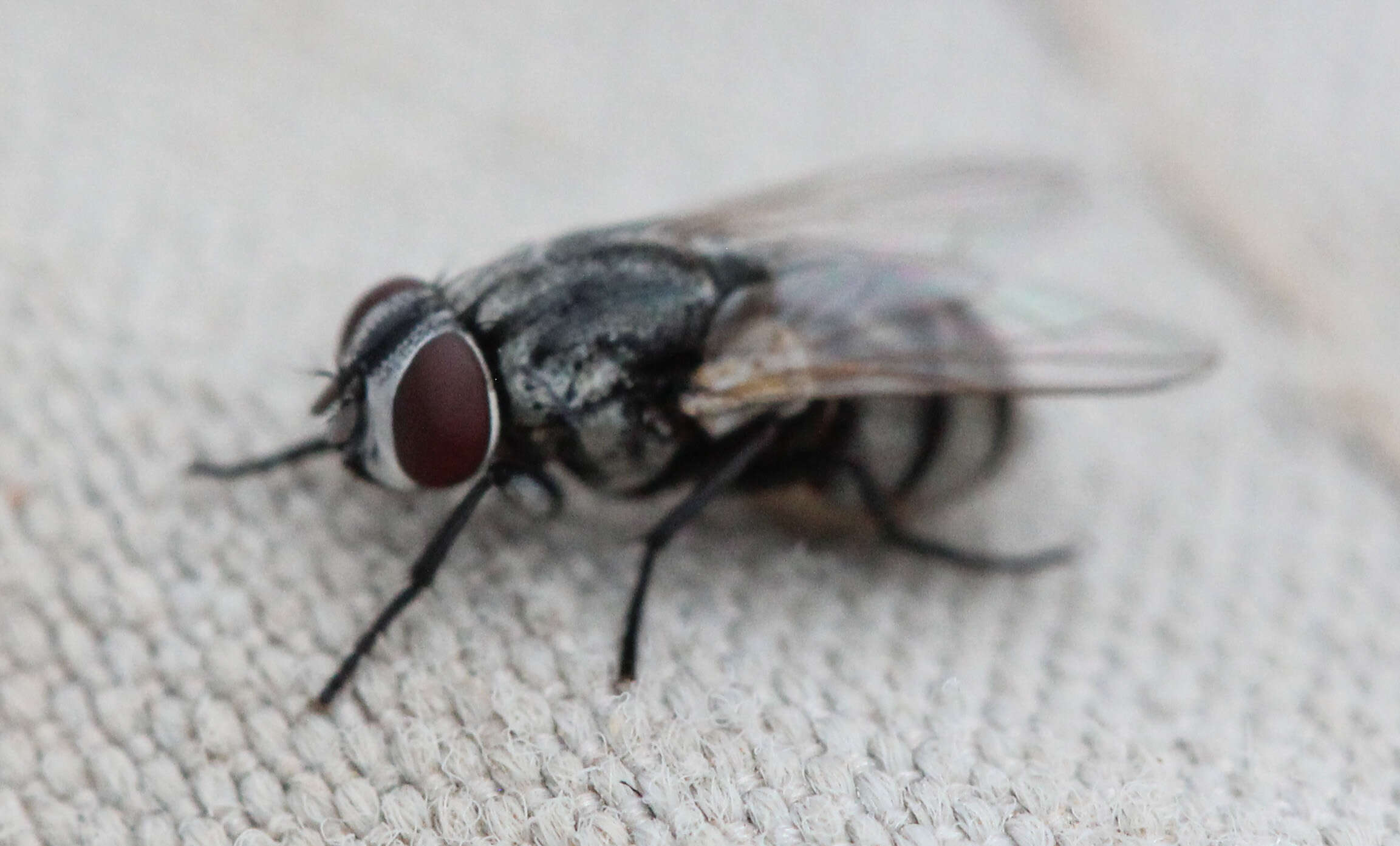 Image of Musca vetustissima Walker 1849