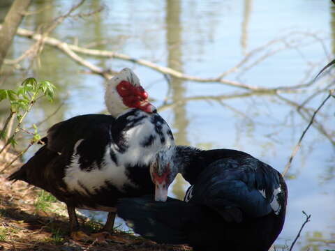 Image of Cairina Fleming & J 1822