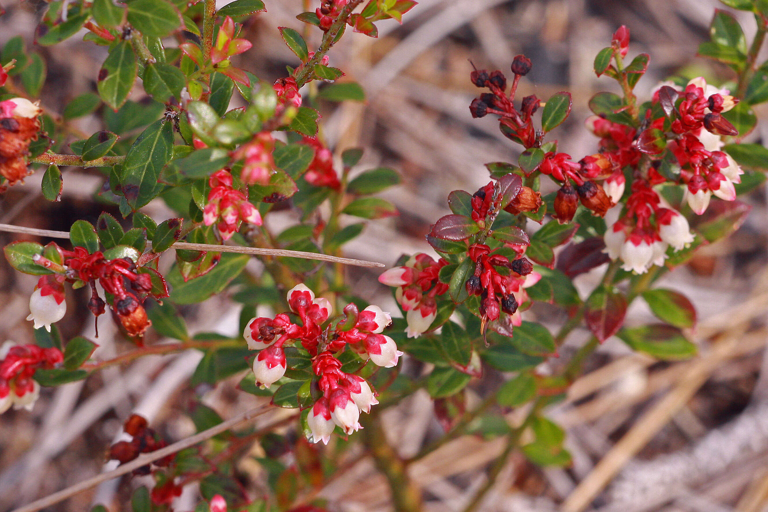 Image of blueberry