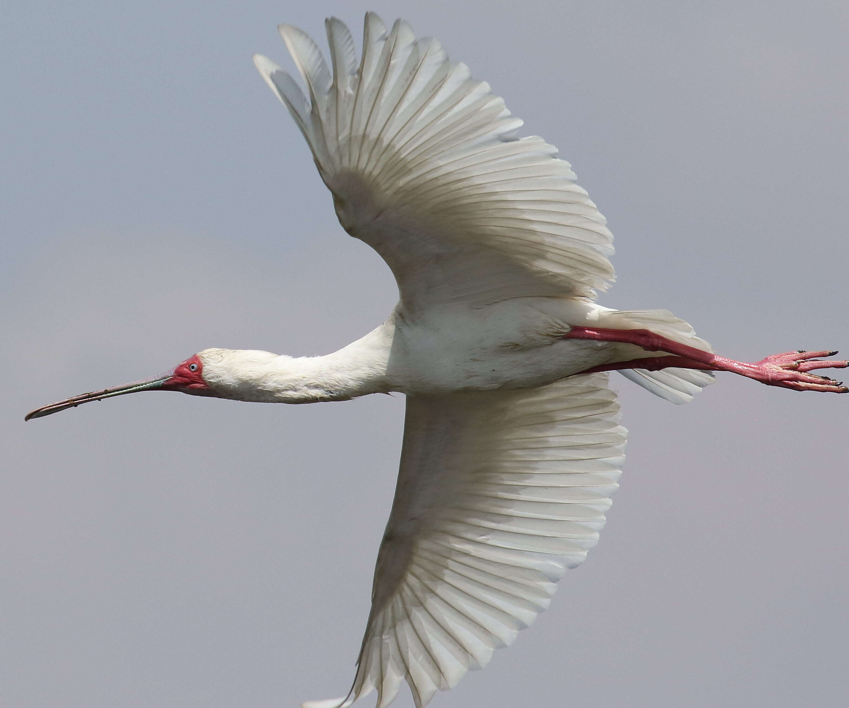 Image of Platalea Linnaeus 1758