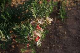 Imagem de Oenothera suffrutescens (Ser.) W. L. Wagner & Hoch