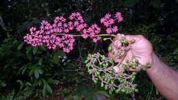 Image of Cissus coccinea Mart. ex Planch.