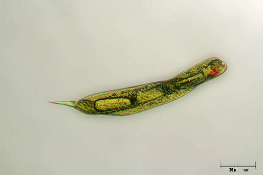 Image of Euglena