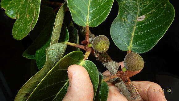 Ficus gomelleira Kunth & Bouche resmi