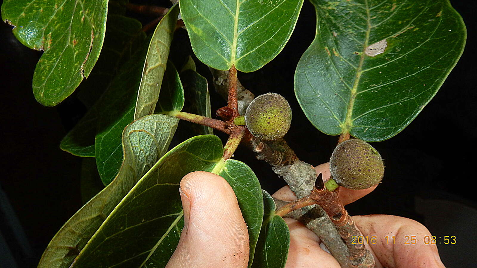 Image of Ficus gomelleira Kunth & Bouche