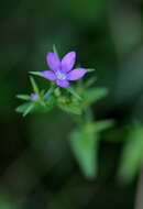 Image of Legousia scabra (Lowe) Gamisans