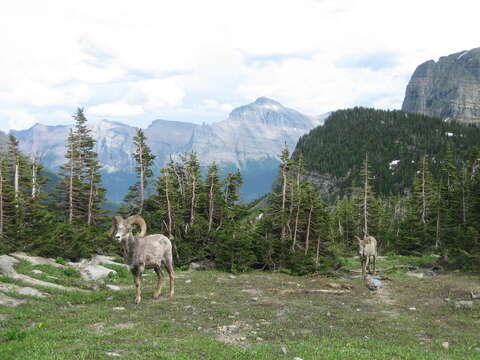 Image of bighorn sheep