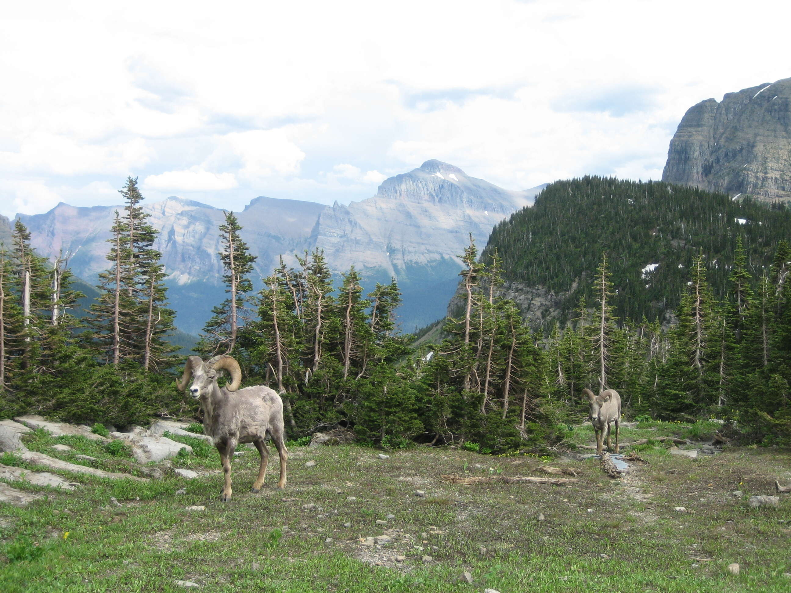 Image of bighorn sheep