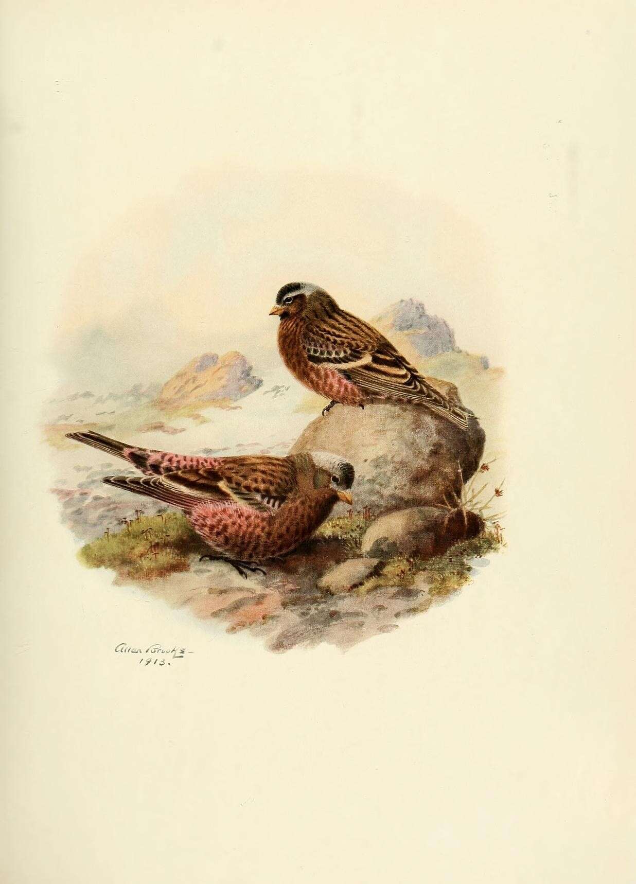 Image of Leucosticte Swainson 1832