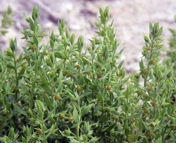 Image of Lysimachia linum-stellatum L.