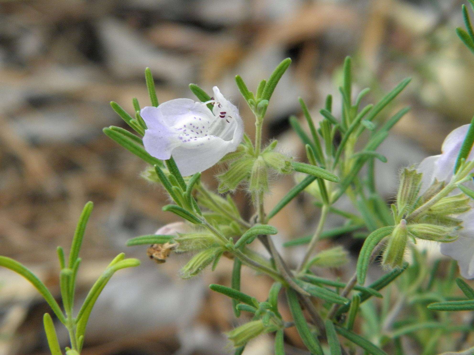 Image of false rosemary