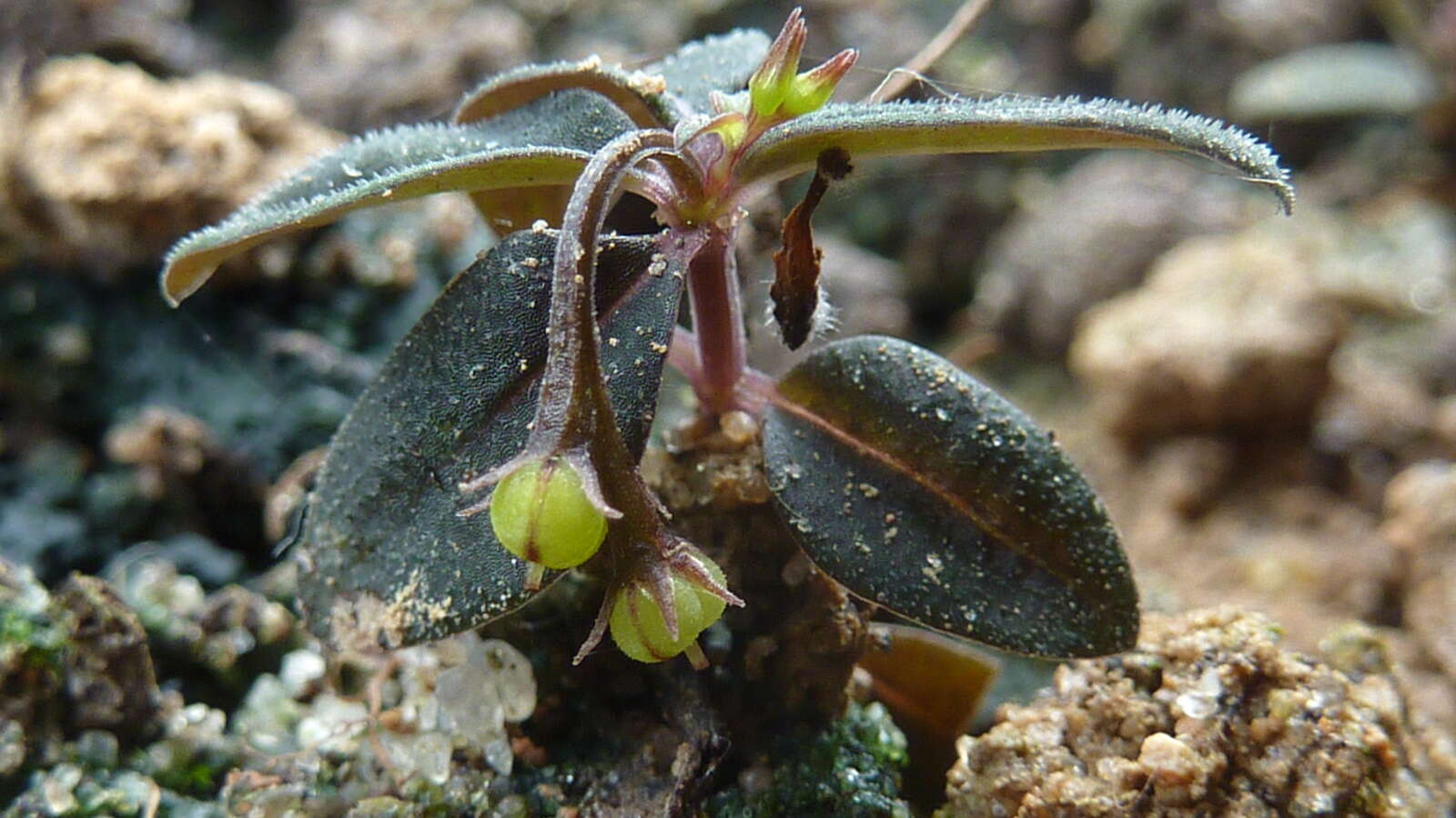 Plancia ëd Spigelia genuflexa Popovkin & Struwe