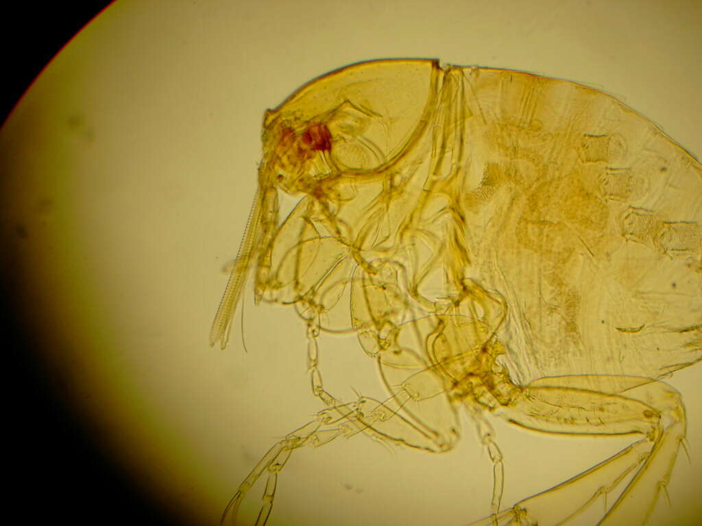 Image of fleas