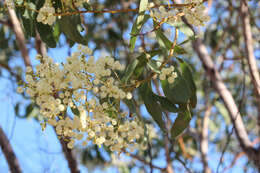 Image of Acacia platycarpa F. Muell.