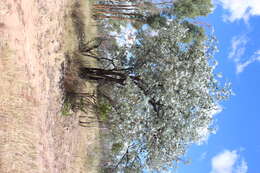 Image of Eucalyptus shirleyi Maiden