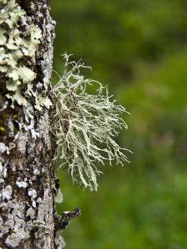 Imagem de Ramalina farinacea (L.) Ach.