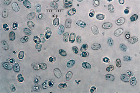 Image of Fuscoporia