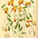 Image of Chorizema diversifolium A. DC.