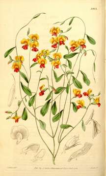 Image of flame pea