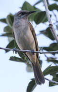 Image of Brown Honeyeater