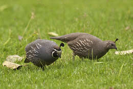 Image of Callipepla Wagler 1832