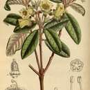 Image of Rhododendron brachyanthum Franch.