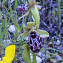 Image of Ophrys kotschyi H. Fleischm. & Soó