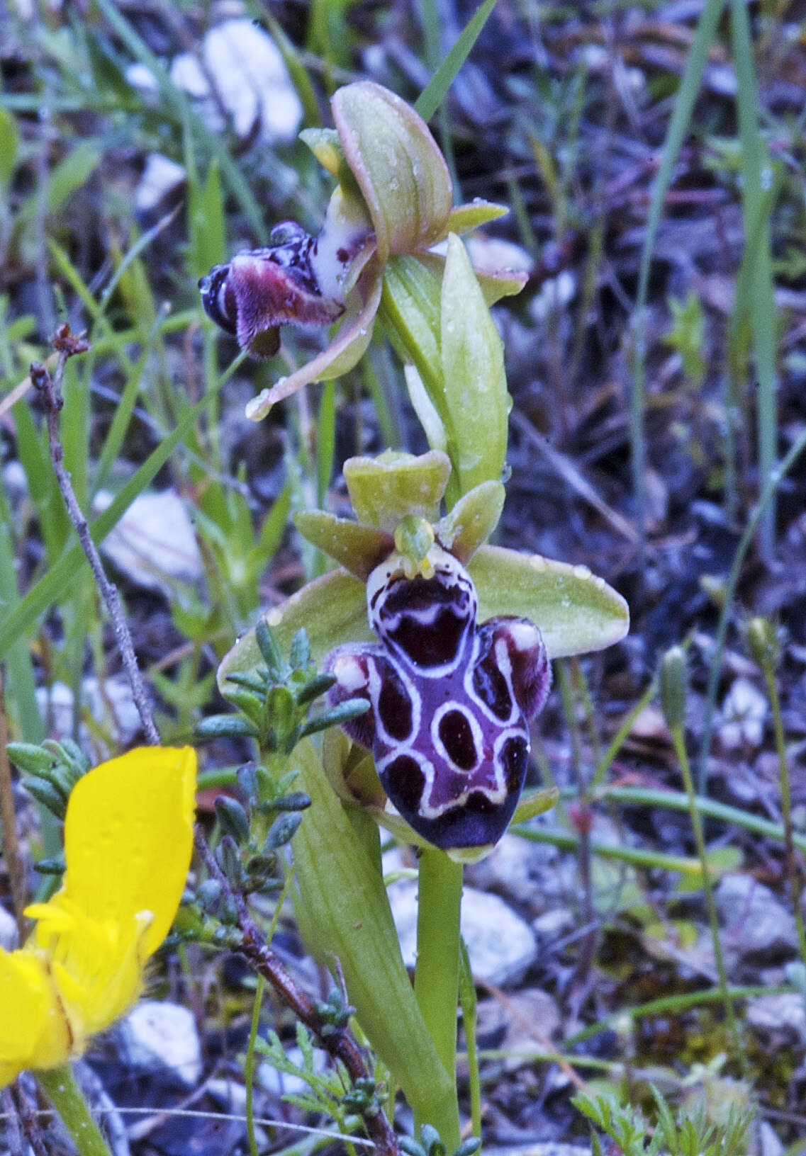 Image of Kotschy's Ophrys