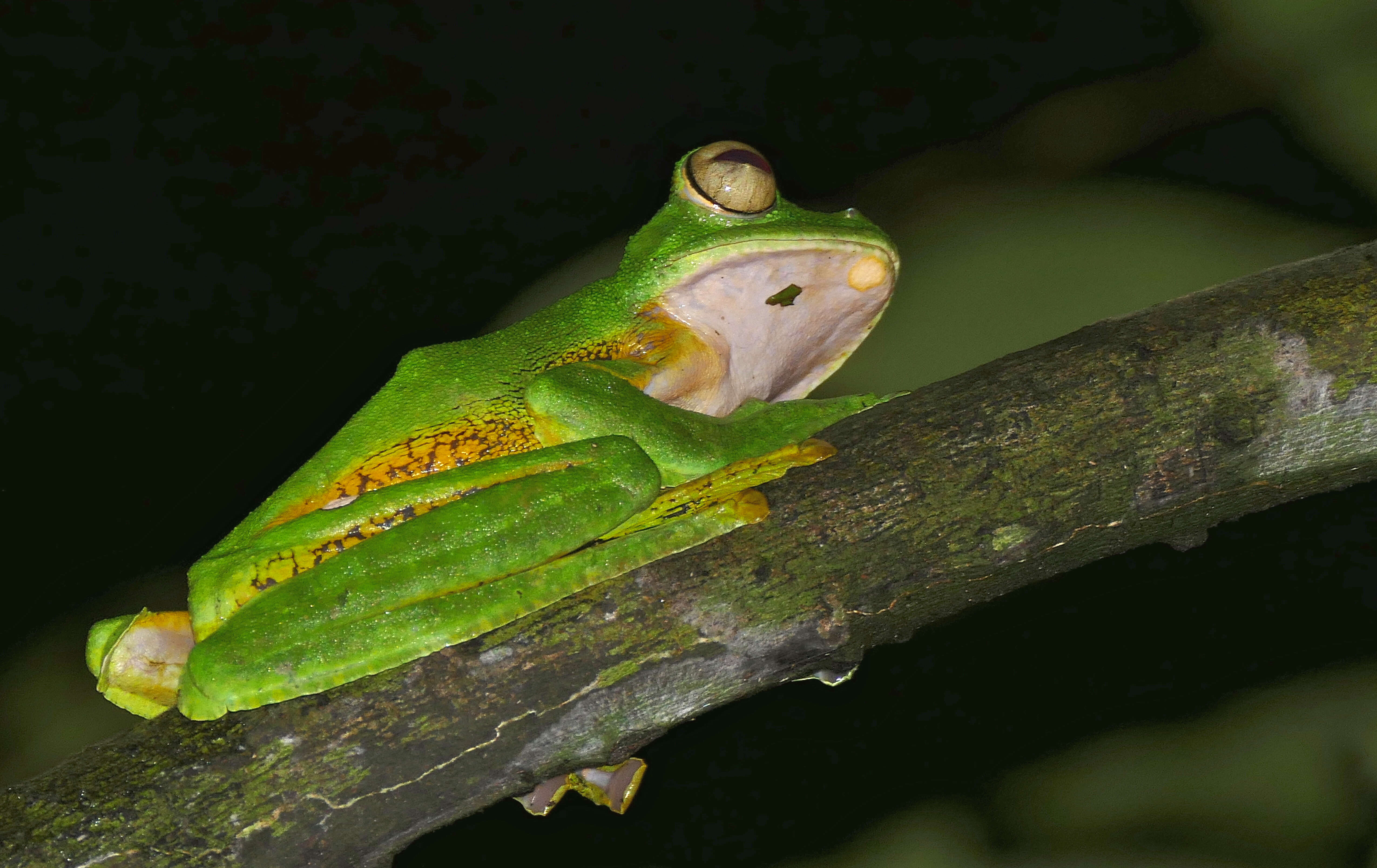 Imagem de Rhacophorus nigropalmatus Boulenger 1895