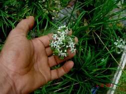 Image of Chinese chives